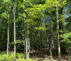 Lots And Land For Sale