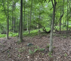 Lots And Land For Sale