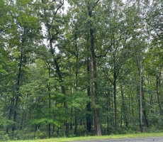 Lots And Land For Sale