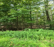 Lots And Land For Sale
