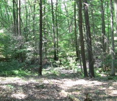 Lots And Land For Sale