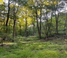Lots And Land For Sale