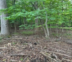 Lots And Land For Sale