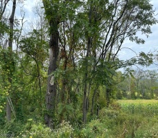 Lots And Land For Sale