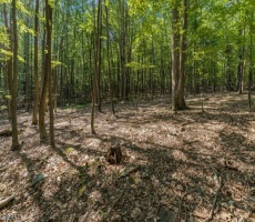 Lots And Land For Sale