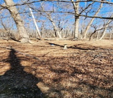 Lots And Land For Sale